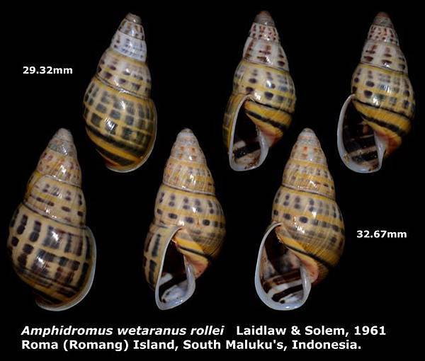 Amphidromus wetaranus rollei 29.32 & 32.67mm 00.jpg