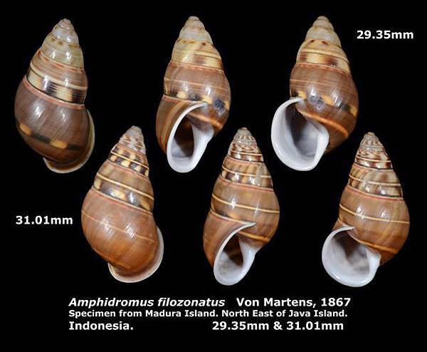 Amphidromus filozonatus 29.35-31.01mm 00.jpg