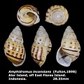 Amphidromus inconstans 28.35mm 00.jpg