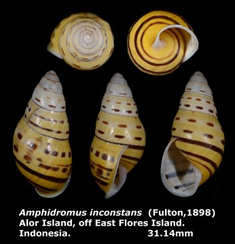 Amphidromus inconstans 31.14mm 00.jpg