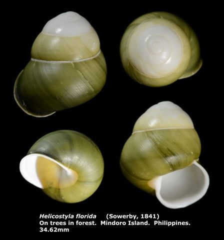 Helicostyla florida 34.62mm 00.jpg