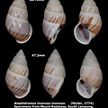 Amphidromus inversus inversus 47.2 & 46.79mm 00.jpg