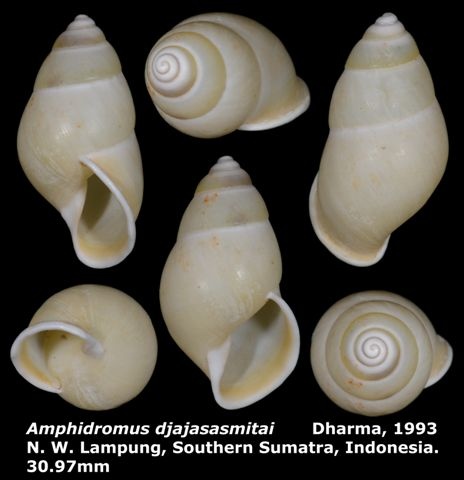 Amphidromus djajasasmitai 30.97mm 00.jpg