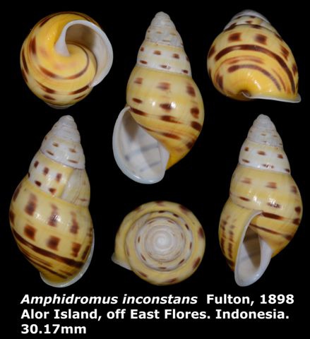 Amphidromus inconstans 30.17mm 00.jpg