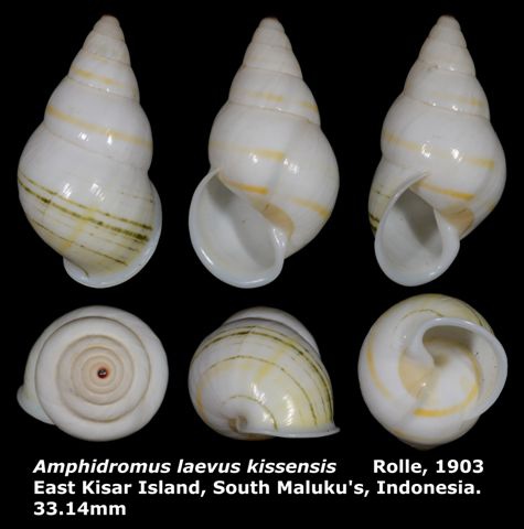 Amphidromus laevus kissensis 33.14mm 00.jpg