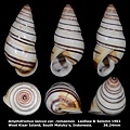 Amphidromus laevus var. romaensis 36.24mm 00.jpg