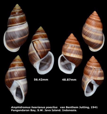 Amphidromus heerianus poecilus 48.87 & 56.42mm 00.jpg