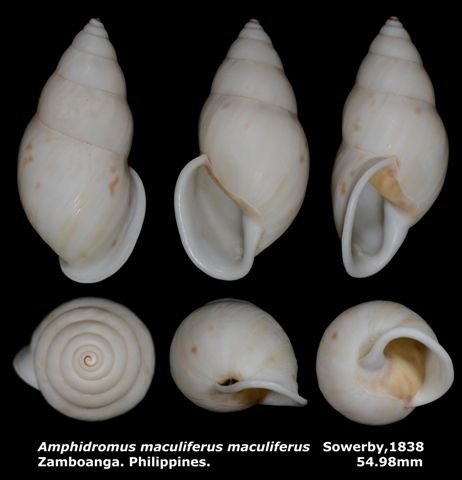 Amphidromus maculiferus maculiferus 54.98mm 00.jpg