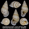 Amphidromus kruijti 40.88mm 00.jpg