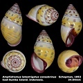 Amphidromus latestrigatus consobrinus 34.04 mm 00.jpg