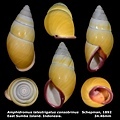 Amphidromus latestrigatus consobrinus 34.46mm 00.jpg