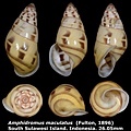 Amphidromus maculatus 26.05mm 00.jpg