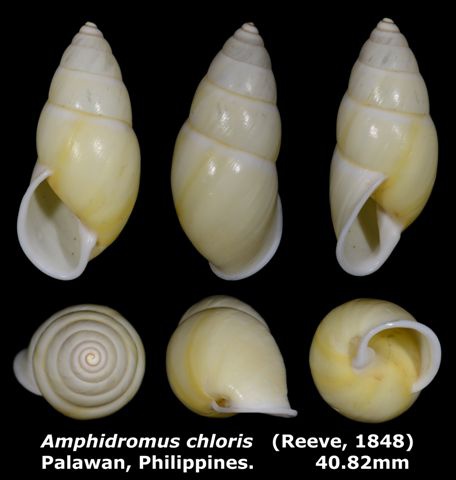 Amphidromus chloris 40.82mm 00.jpg