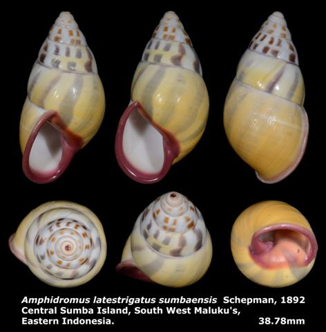 Amphidromus latestrigatus sumbaensis 38.78mm 00.jpg