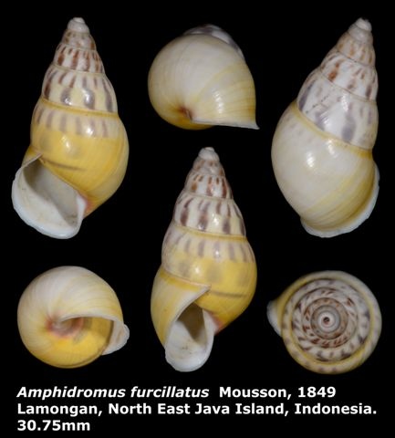 Amphidromus furcillatus 30.75mm 00.jpg