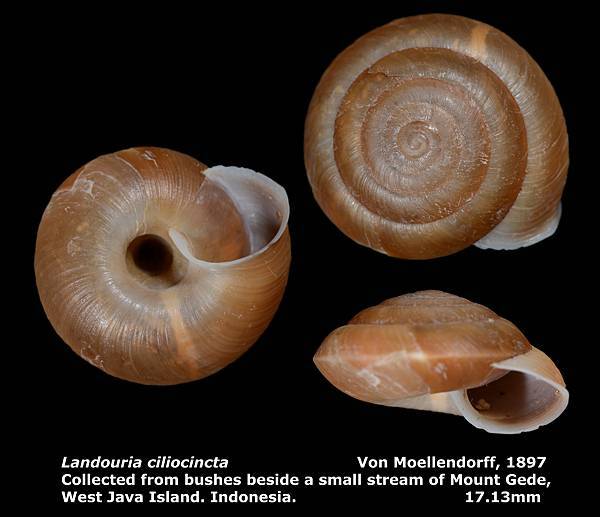 Landouria ciliocincta 17.13mm 00