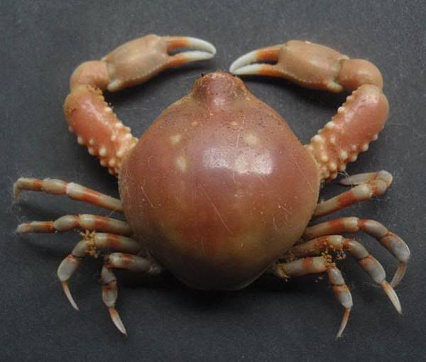 Euclosiana crosnieri 55x40mm Euclosiana crosnieri 55x40mm