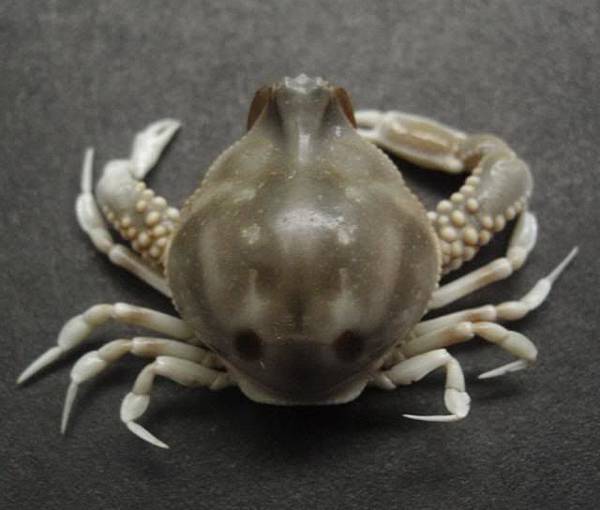 Leucosia craniolaris 27mm 頭蓋玉蟹 Leucosia craniolaris 27mm 頭蓋玉蟹