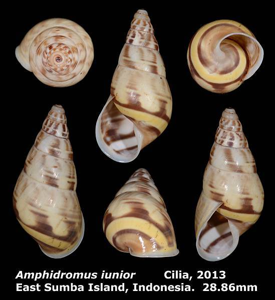 Amphidromus iunior 28.86mm