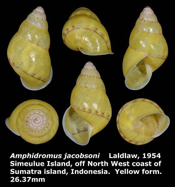 Amphidromus jacobsoni 26.37mm (Yellow)