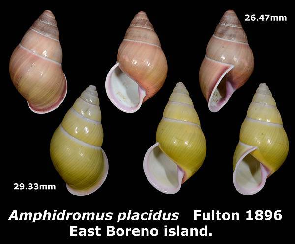 Amphidromus placidus 26.47 & 29.33mm