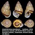 Amphidromus jacobsoni 25.98mm 00