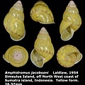 Amphidromus jacobsoni 26.37mm 00