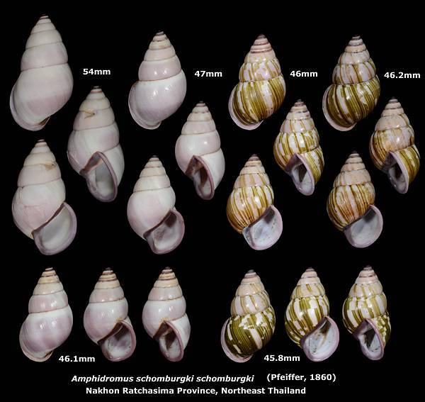 Amphidromus schomburgki schomburgki 45.8 to 54mm