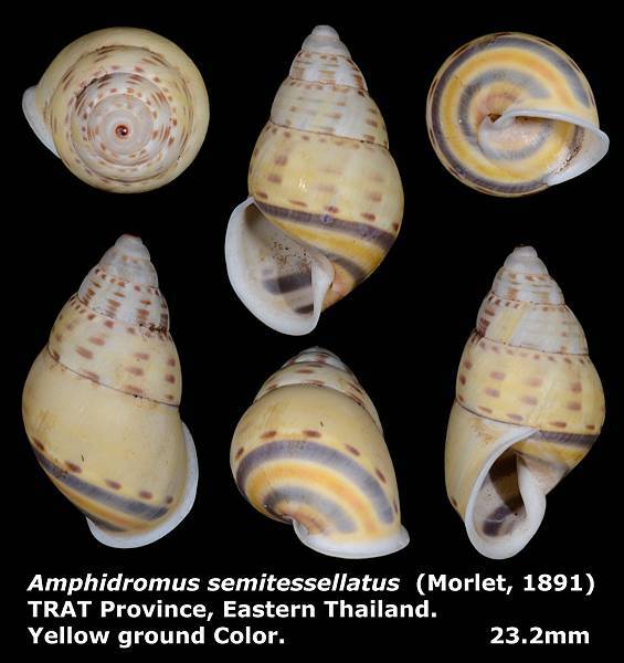Amphidromus semitessellatus 23.2mm