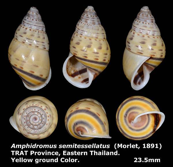 Amphidromus semitessellatus 23.5mm