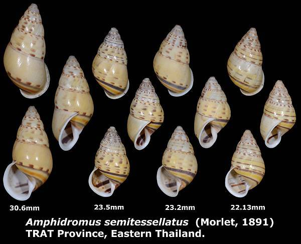 Amphidromus semitessellatus 22.13 to 30.6mm