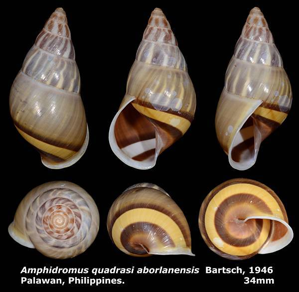 Amphidromus quadrasi aborlanensis 34mm