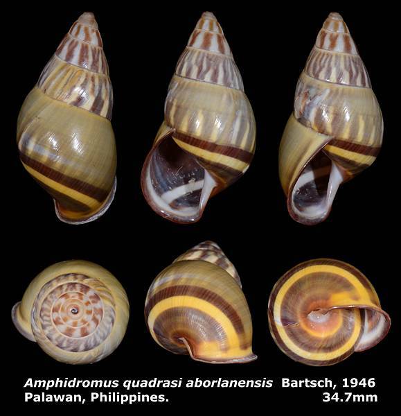 Amphidromus quadrasi aborlanensis 34.7mm