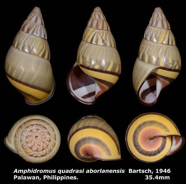 Amphidromus quadrasi aborlanensis 35.4mm