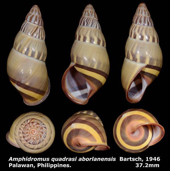 Amphidromus quadrasi aborlanensis 37.2mm