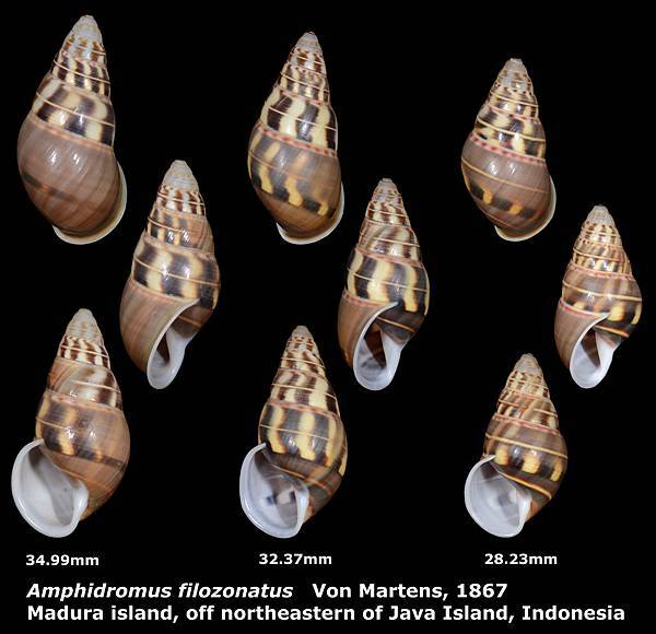 Amphidromus filozonatus 28.23 to 34.99mm