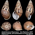 Amphidromus filozonatus 34.99mm 00a.jpg