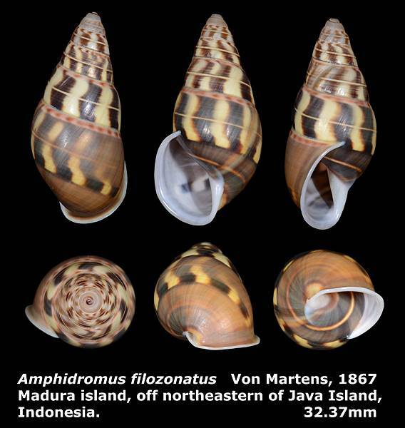 Amphidromus filozonatus 32.37mm 00a.jpg