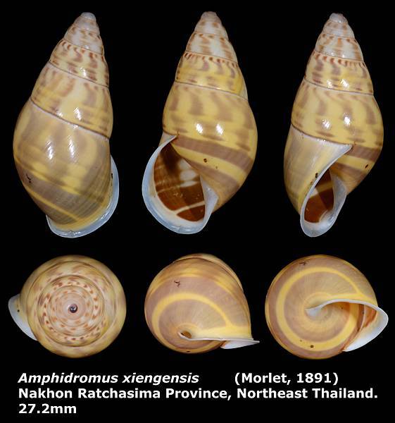 Amphidromus xiengensis 27.2mm 00