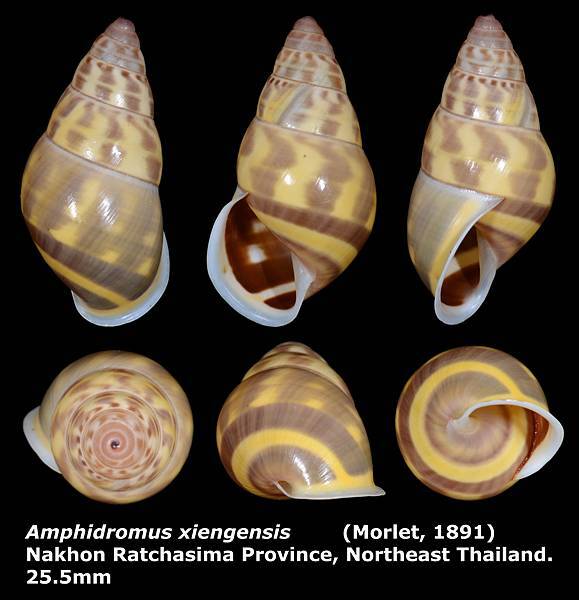 Amphidromus xiengensis 25.5mm 0