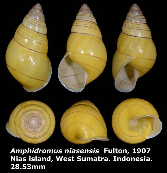 Amphidromus niasensis 28.53mm 00a