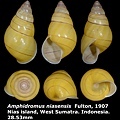 Amphidromus niasensis 28.53mm 00a