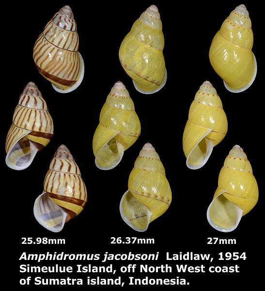 Amphidromus jacobsoni 25.98 to 27mm 00