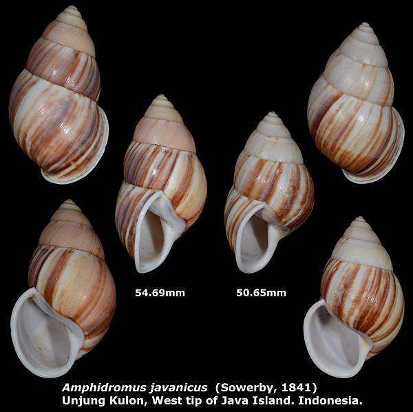 Amphidromus javanicus 50.65 & 54.69mm