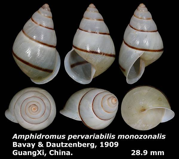 Amphidromus%20pervariabilis%20monozonalis%2028.9mm%2000a.jpg