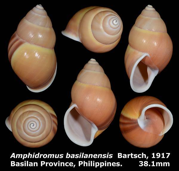 Amphidromus basilanensis 38.1mm 00a.jpg