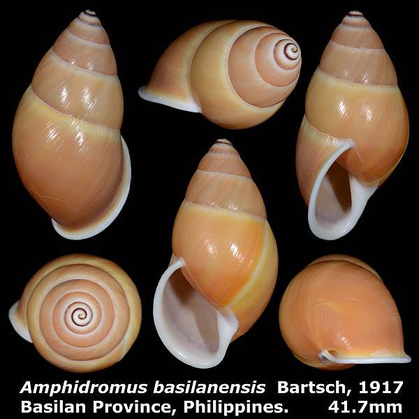 Amphidromus basilanensis 41.7mm 00a.jpg