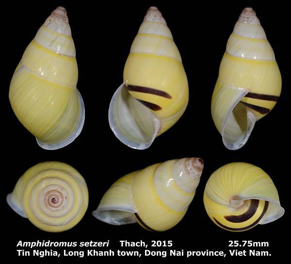 Amphidromus setzeri 25.75mm