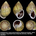 Amphidromus comes polymorphous 38.65mm 00.jpg