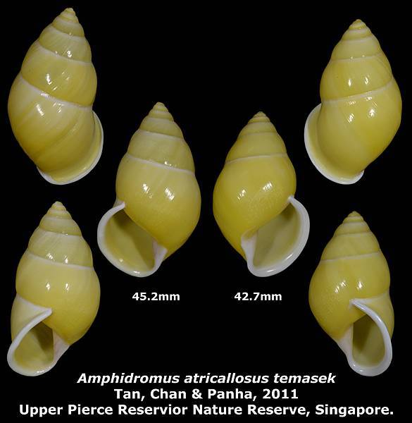 Amphidromus atricallosus temasek 42.7 & 45.2mm